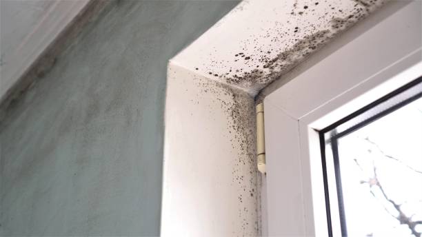 Forensic Mold Investigation in Advance, NC